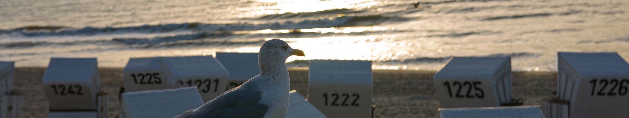 Möwe vor Strandkörben in Westerland auf Sylt