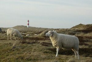 Schafe auf Sylt im Frühling