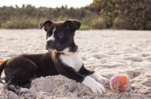 Hund auf Sylt am Strand