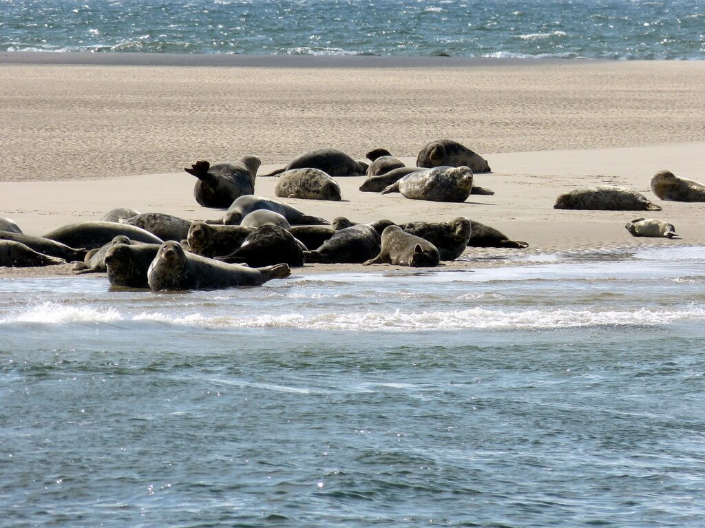 Robben auf Sylt