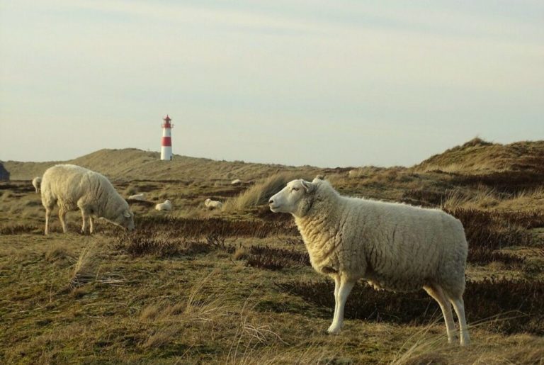 Schafe auf Wiese